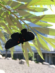 Melanis acroleuca acroleuca