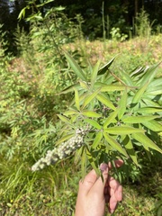 Vitex agnus-castus