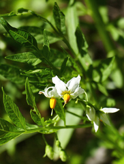 Solanum jamesii
