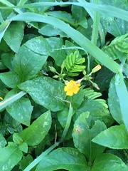 Biophytum sensitivum