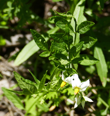 Solanum jamesii