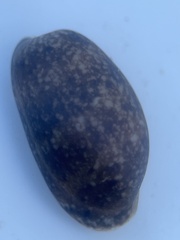 Bulla occidentalis