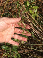 Symphyotrichum walteri
