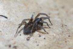 Amaurobius