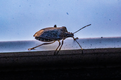 Halyomorpha halys