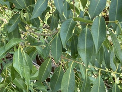 Syzygium guineense