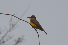 Tyrannus melancholicus
