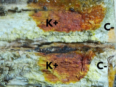 Pertusaria coccodes
