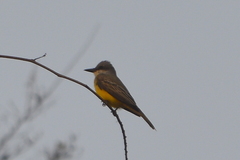 Tyrannus melancholicus