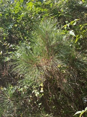 Pinus serotina