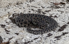 Sistrurus miliarius barbouri