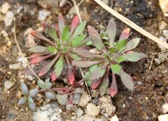 Draba verna