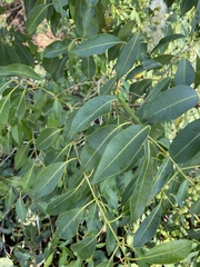 Syzygium guineense