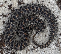 Sistrurus miliarius barbouri