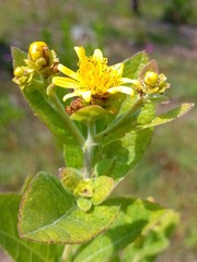 Verbesina sphaerocephala