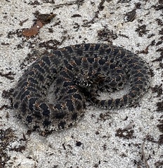 Sistrurus miliarius barbouri