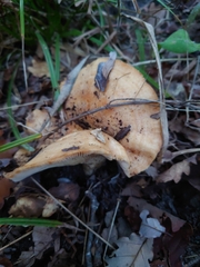 Lactarius chrysorrheus