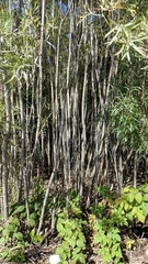 Red willow (Salix rubra)