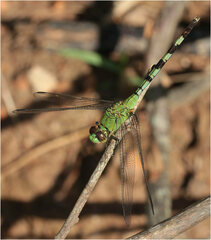Erythemis vesiculosa