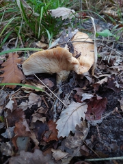 Lactarius chrysorrheus