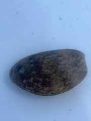 Bulla occidentalis