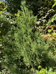 Juniperus virginiana