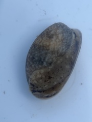 Bulla occidentalis