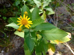 Verbesina sphaerocephala