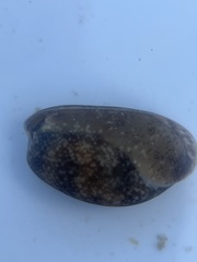 Bulla occidentalis