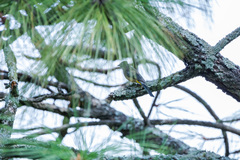 Ptiliogonys cinereus