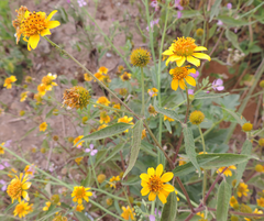 Melanthera latifolia