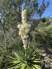 Yucca aloifolia