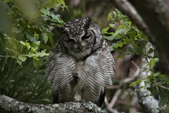 Bubo africanus africanus