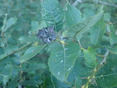 Rabdophaga rosaria