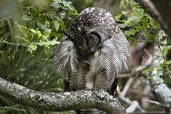 Bubo africanus africanus