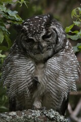 Bubo africanus africanus