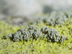 Pertusaria coccodes