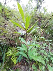 Asclepias pratensis
