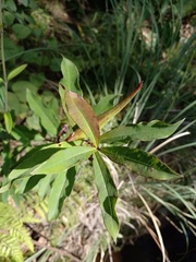 Asclepias pratensis