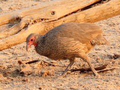 Pternistis swainsonii swainsonii