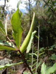 Asclepias pratensis