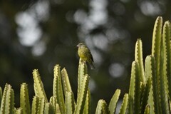 Crithagra scotops umbrosa