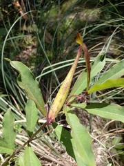 Asclepias pratensis