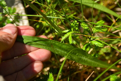 Triglochin maritima