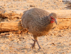 Pternistis swainsonii swainsonii