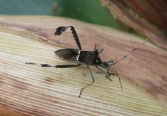 Leptoglossus zonatus