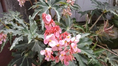 Begonia heracleifolia
