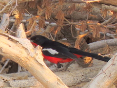 Laniarius atrococcineus