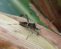 Leptoglossus zonatus