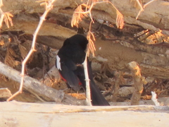 Laniarius atrococcineus